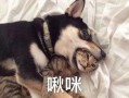 大哥爆料二哈视频播放全集,二哈爆笑全集，笑料横生，不容错过！