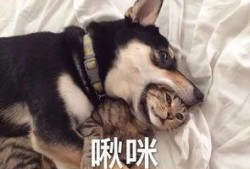 大哥爆料二哈视频播放全集,二哈爆笑全集，笑料横生，不容错过！
